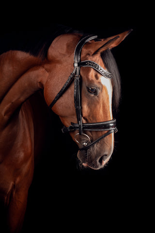 A brown horse wearing a black and silver bridle with crystal details on the browband.